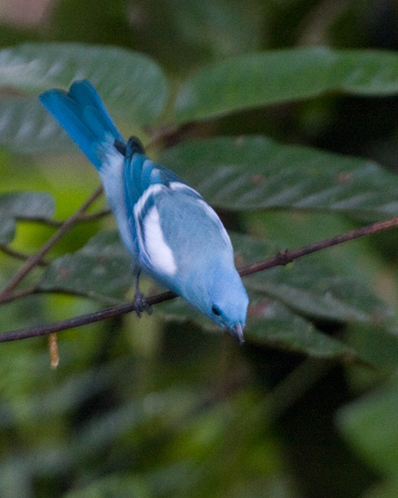 [Blue-gray Tanager]