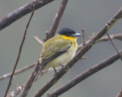 Yellow-cheeked Becard