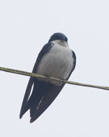 Blue-and-white Swallow