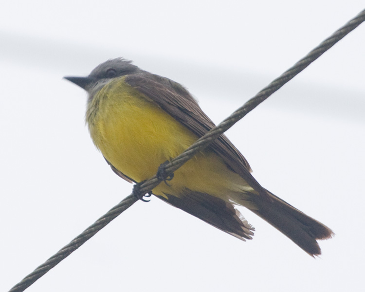 [Tropical Kingbird]