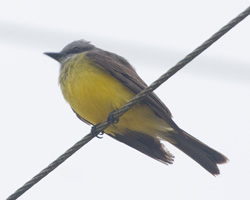 Tropical Kingbird