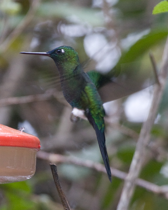 [Sapphire-vented Puffleg]