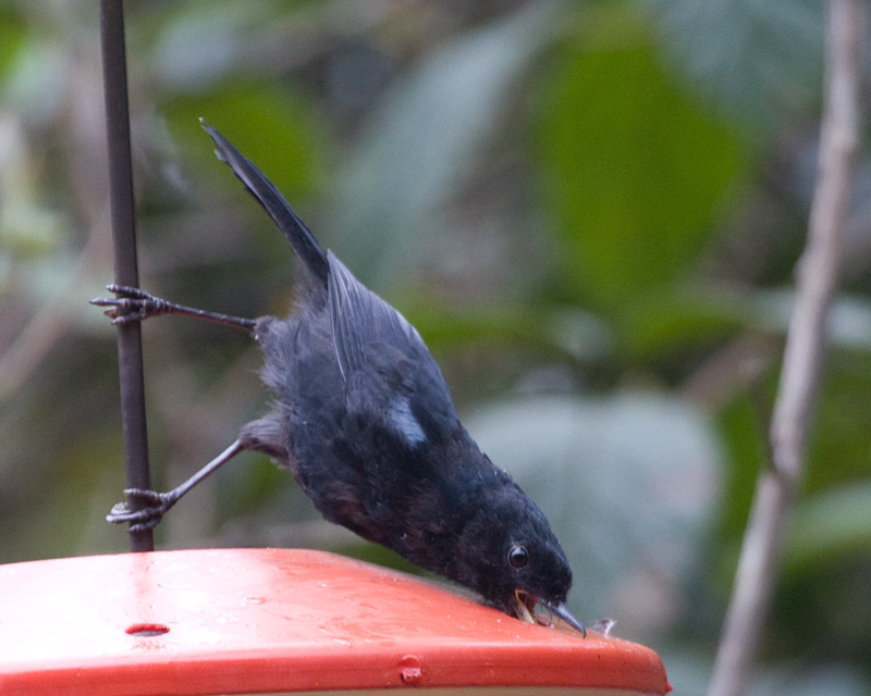 [Glossy Flowerpiercer]