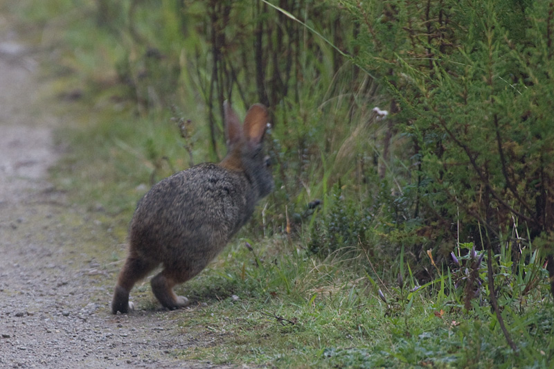 [Brazilian Rabbit]