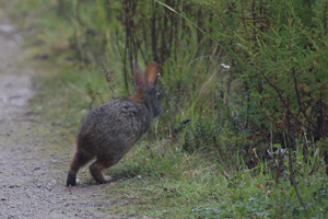 Brazilian Rabbit