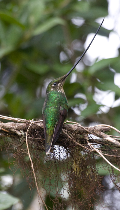 [Sword-billed Hummingbird]