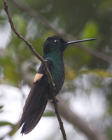 Buff-winged Hummingbird