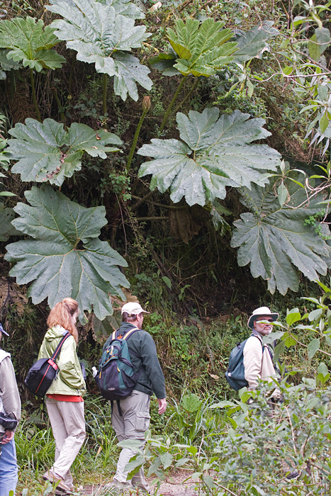 [Giant Gunnera]