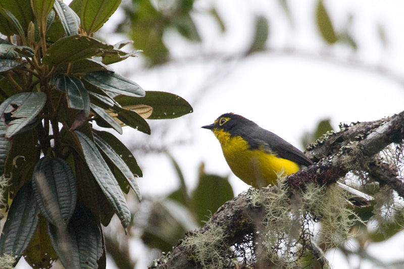 [Spectacled Whitestart]