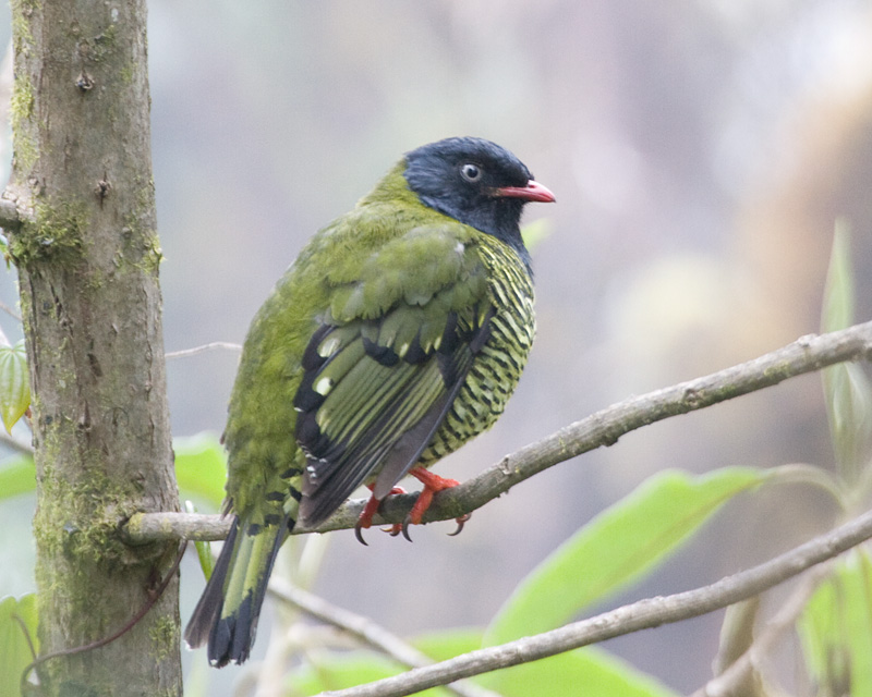 [Barred Fruiteater]