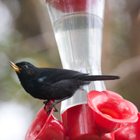 Glossy Flowerpiercer