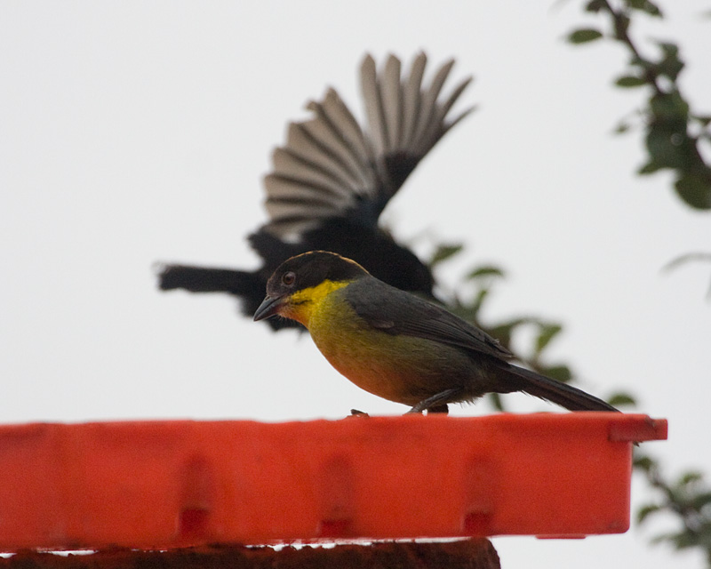 [Rufous-naped Brush-Finch]