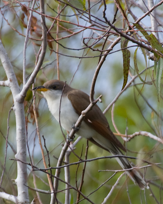 [Yellow-billed Cuckoo]