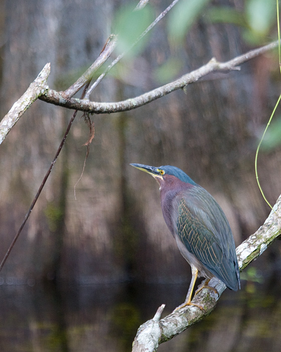 [Green Heron and Cypress]