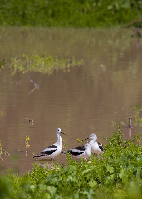 [American Avocets]