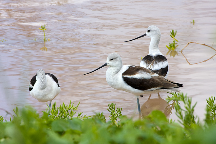 [American Avocets]