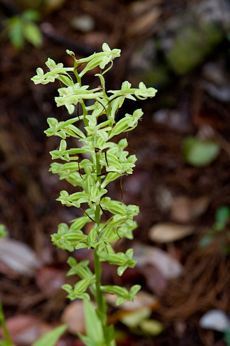 [Toothpetal False Reinorchid]