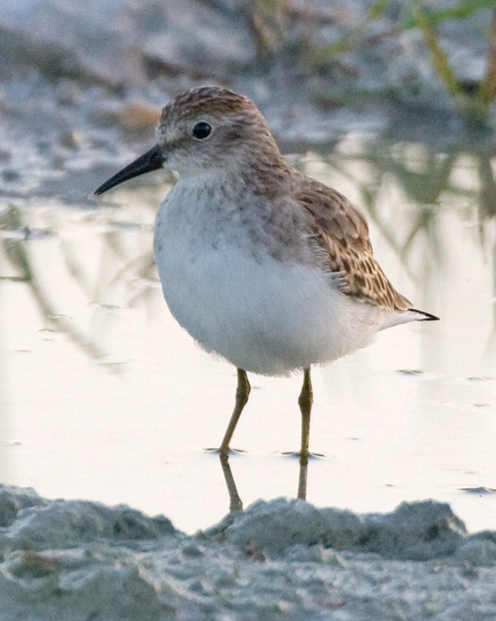 [Least Sandpiper]