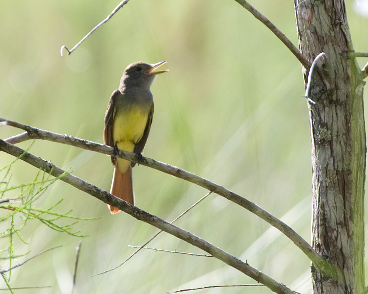 [Great Crested Flycatcher]