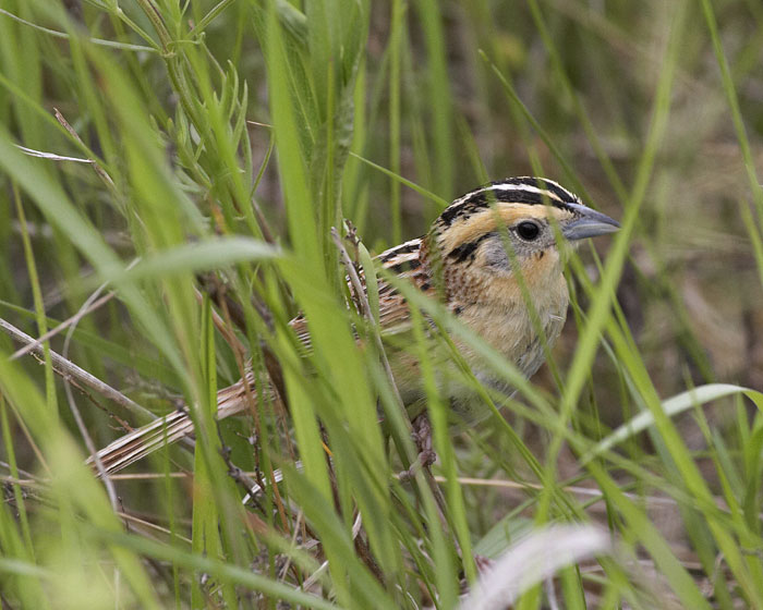 [Le Conte's Sparrow]