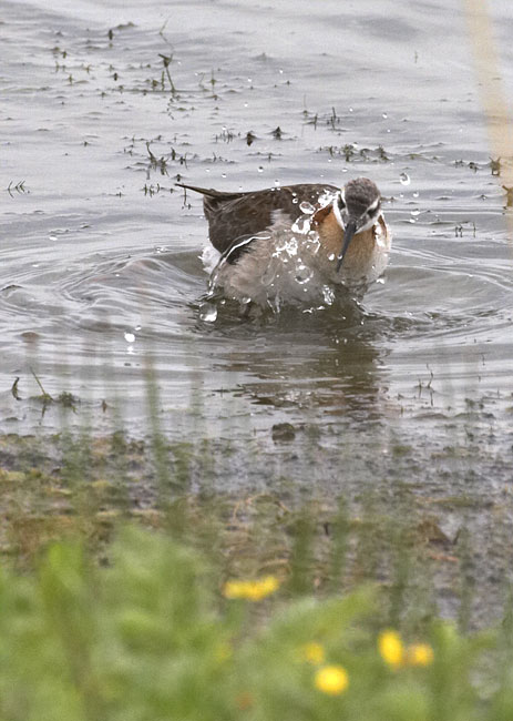 [Wilson's Phalarope]