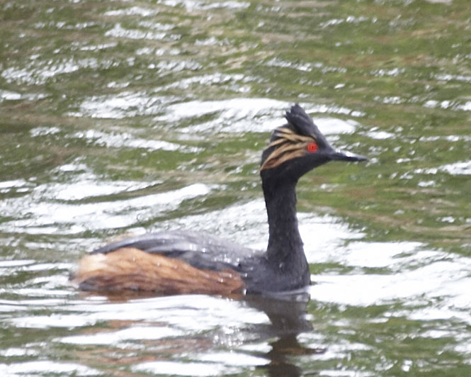 [Eared Grebe]