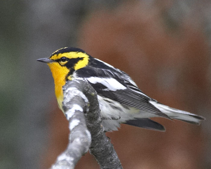 [Blackburnian Warbler]