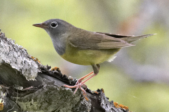 [Connecticut Warbler]