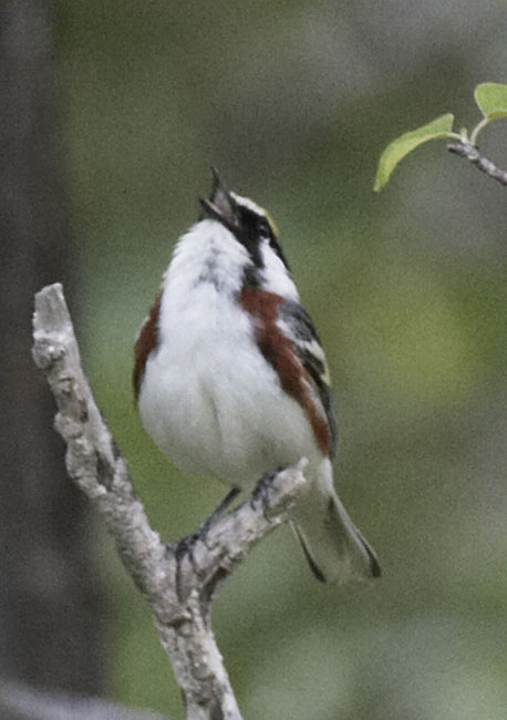 [Chestnut-sided Warbler]