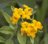 [Hoary Puccoon]