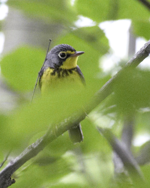 [Canada Warbler]