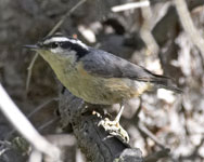 [Red-breasted Nuthatch]