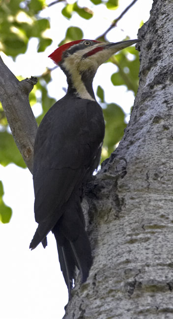 [Pileated Woodpecker]