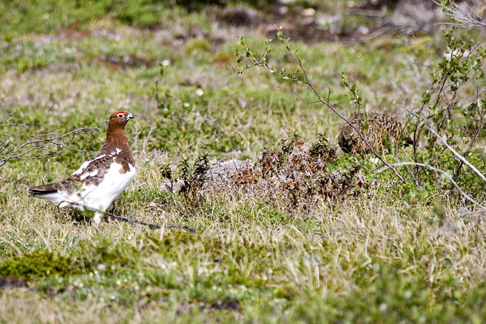 [Willow Ptarmigans]