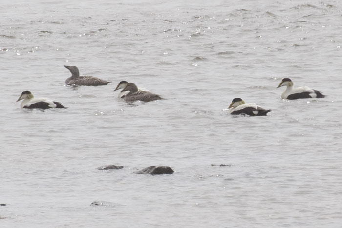 [Common Eider]