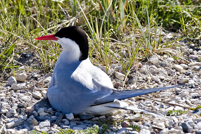 [Arctic Tern]