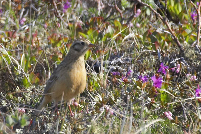 [Smith's Longspur]