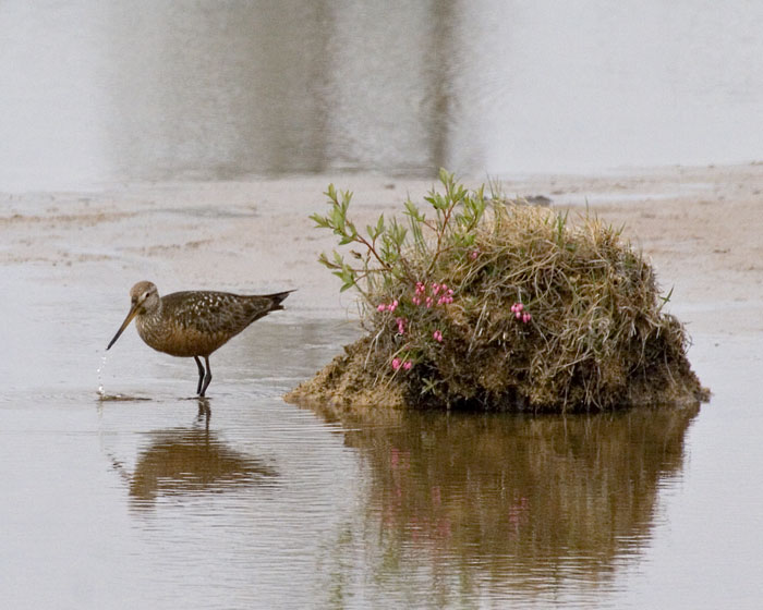 [Hudsonian Godwit]