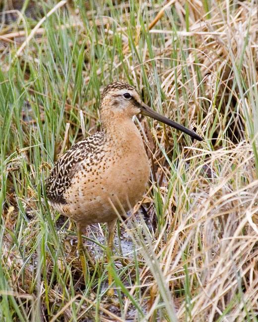 [Short-billed Dowitcher]