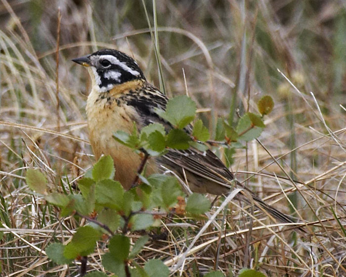 [Smith's Longspur]