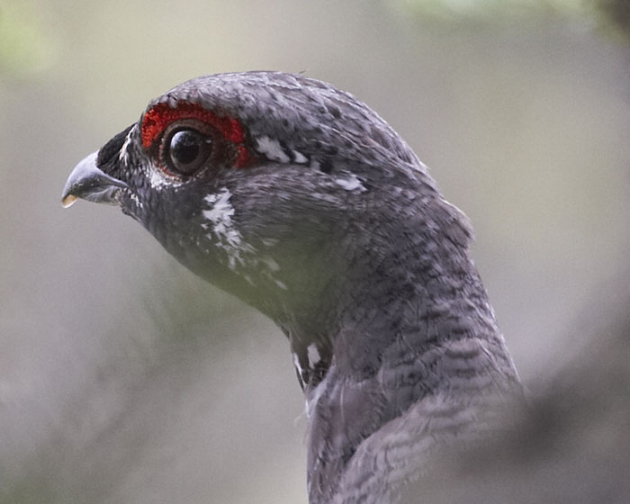 [Spruce Grouse]