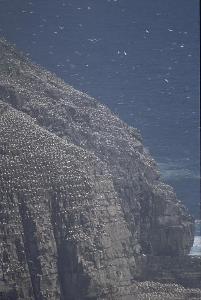 [Gannet Colony]