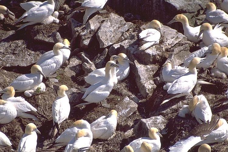 [Northern Gannets]