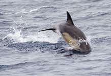 Common Dolphin