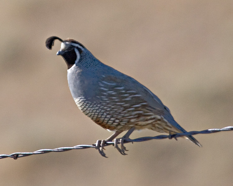 [California Quail]