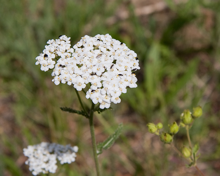 [Wildflowers]