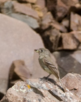 Dusky Flycatcher