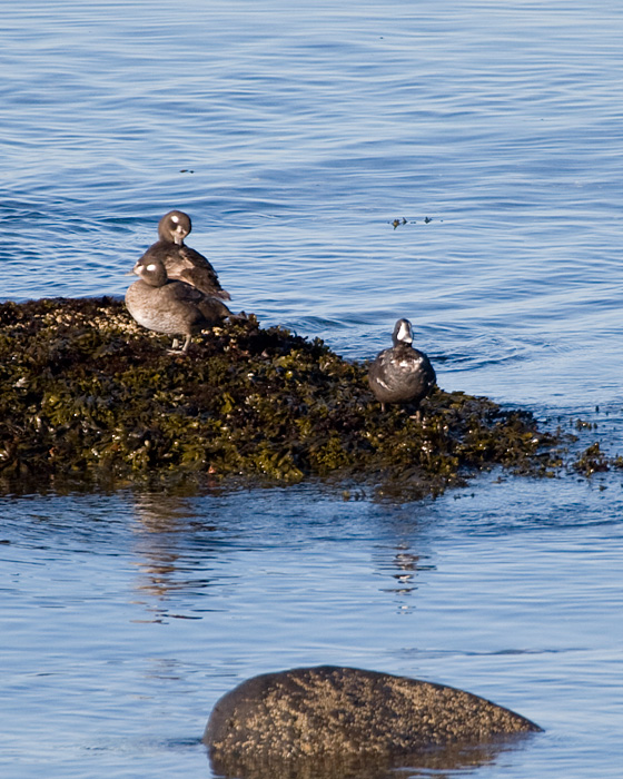 [Harlequin Ducks]