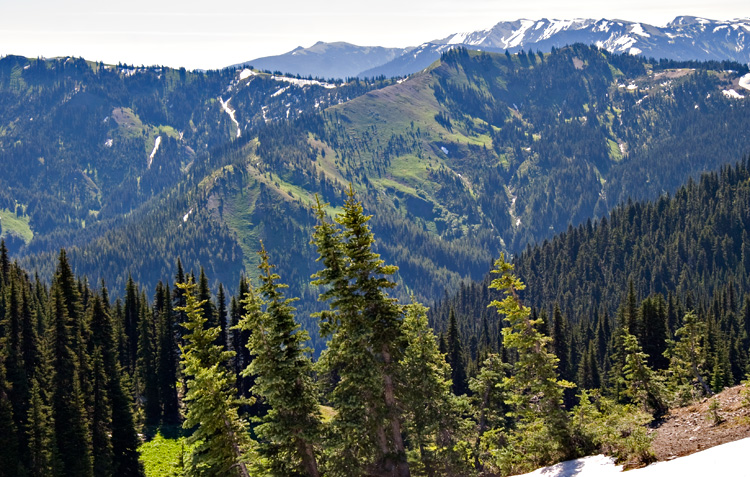 [Hurricane Ridge View]