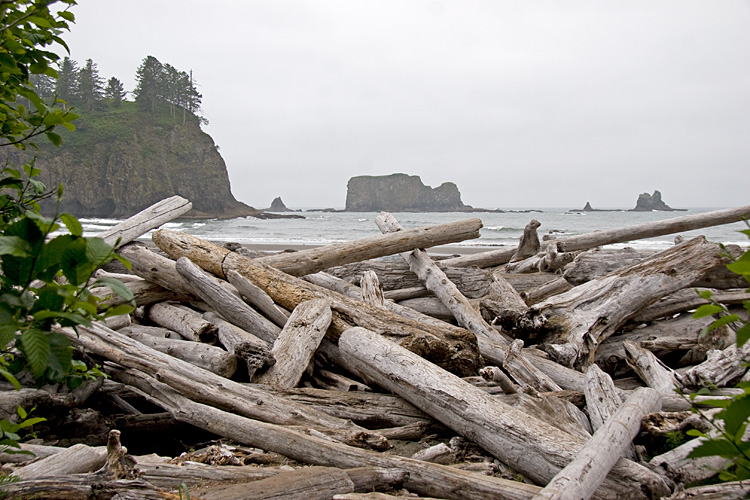 [Beach and Logs]